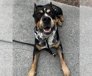 Mutt Dogs for adoption in Camarillo, CA, USA