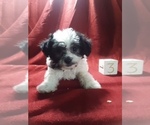 Puppy 4 Poo-Ton