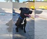 Small #11 Labrador Retriever Mix