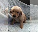 Small Photo #3 Golden Retriever Puppy For Sale in MODESTO, CA, USA