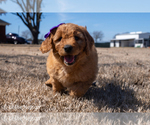 Puppy Violet Goldendoodle (Miniature)