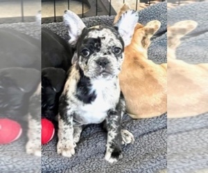 French Bulldog Puppy for sale in DOS VIENTOS RANCH, CA, USA