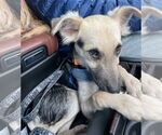 Small #1 Poodle (Miniature) Mix