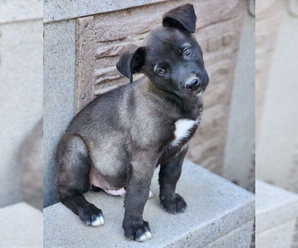 Medium Photo #2 Labrador Retriever-Unknown Mix Puppy For Sale in Chino Hills, CA, USA
