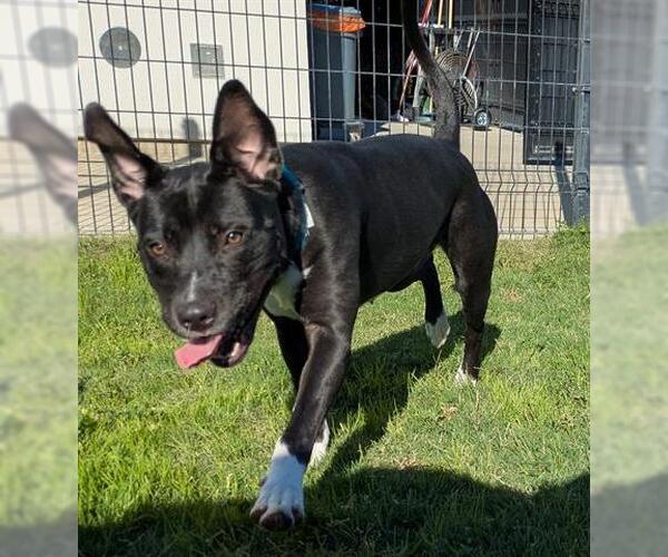 Medium Photo #1 American Pit Bull Terrier-Unknown Mix Puppy For Sale in San Martin, CA, USA