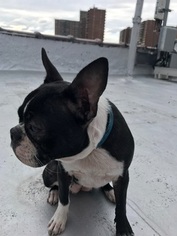 Boston Terrier Puppy for sale in BROOKLYN, NY, USA