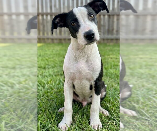 Medium Photo #2 Jack Russell Terrier-Unknown Mix Puppy For Sale in Grovertown, IN, USA