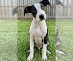 Small #1 Jack Russell Terrier Mix