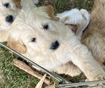 Small Photo #5 Goldendoodle Puppy For Sale in WESTMINSTER, SC, USA