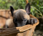 Small #8 Belgian Malinois