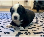 Small Photo #13 Australian Shepherd Puppy For Sale in SALISBURY, NC, USA
