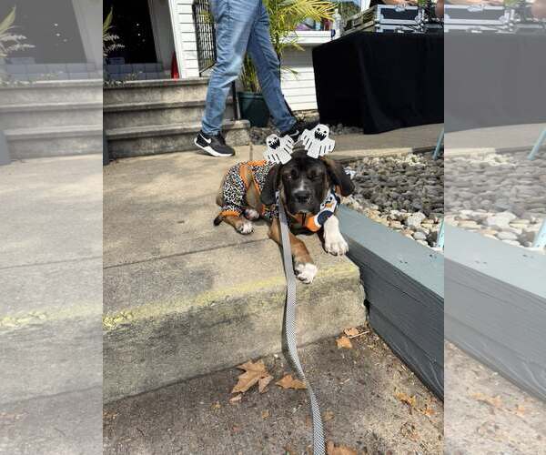 Medium Photo #2 Mutt Puppy For Sale in Uwchlan, PA, USA