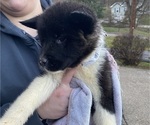 Small Photo #5 Akita Puppy For Sale in CHESAPEAKE, OH, USA