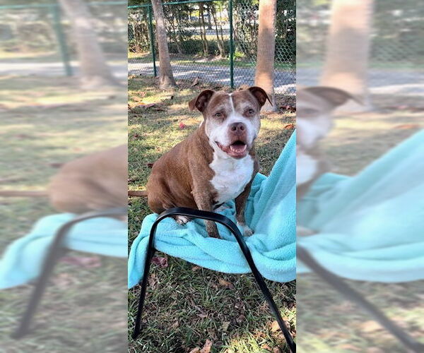 Medium Photo #11 American Pit Bull Terrier Puppy For Sale in Weston, FL, USA