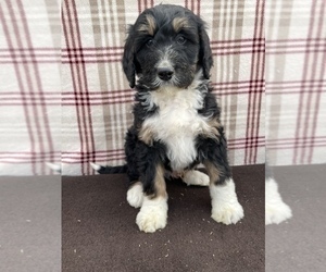 Bernedoodle Puppy for sale in DUNDEE, OH, USA