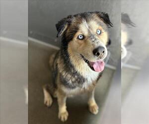 Medium Siberian Husky