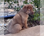 Puppy Cody Australian Shepherd-Belgian Malinois Mix