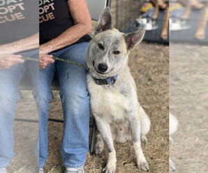 Siberian Husky-Unknown Mix Dogs for adoption in Dana Point, CA, USA