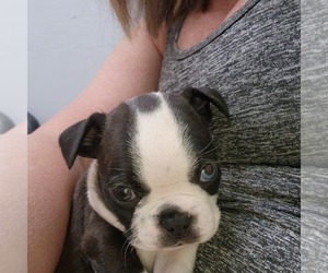 Boston Terrier Puppy for sale in FT MYERS, FL, USA
