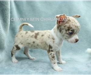 Chihuahua Puppy for sale in MUSKOGEE, OK, USA