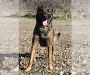 Mutt Dogs for adoption in Stevens Point, WI, USA