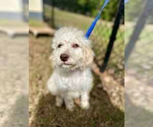 Sheepadoodle Dogs for adoption in Pacolet, SC, USA