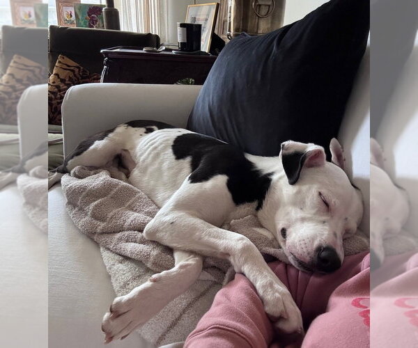 Medium Photo #3 Border Collie-Unknown Mix Puppy For Sale in Boston, MA, USA