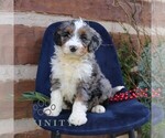 Small Bernedoodle (Miniature)