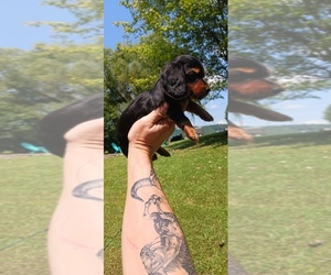 Medium Dachshund