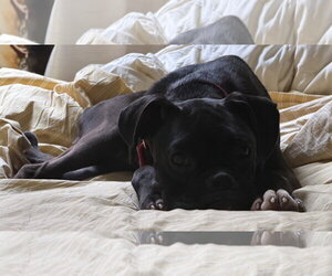 Boxer Dogs for adoption in Dumont, NJ, USA
