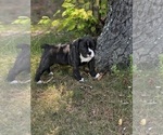 Puppy Junior Olde English Bulldogge