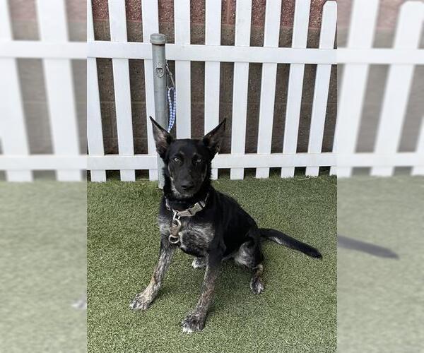 Medium Photo #1 German Shepherd Dog Puppy For Sale in Modesto, CA, USA