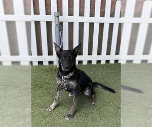 Medium German Shepherd Dog