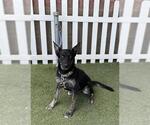 Small German Shepherd Dog