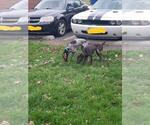 Small Photo #2 German Shorthaired Pointer Puppy For Sale in COSHOCTON, OH, USA