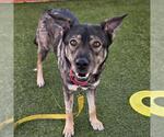 *FIESTA - Female German Shepherd Dog-Unknown Mix Dog for Adoption - Small photo