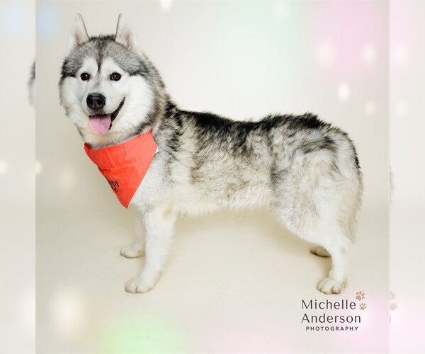 Medium Photo #2 Siberian Husky Puppy For Sale in Corona, CA, USA