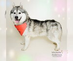 Small #1 Siberian Husky