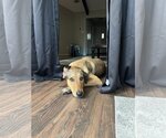 Small Photo #4 Shepradors Puppy For Sale in Denton, TX, USA