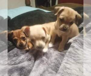 Chiweenie Puppy for sale in LAKEWOOD, WA, USA