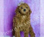 Small Photo #13 Poodle (Toy) Puppy For Sale in WARSAW, IN, USA