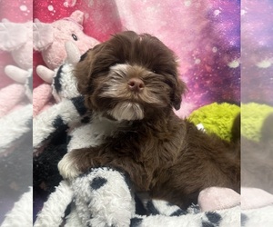 Havanese Puppy for sale in LIVONIA, MI, USA