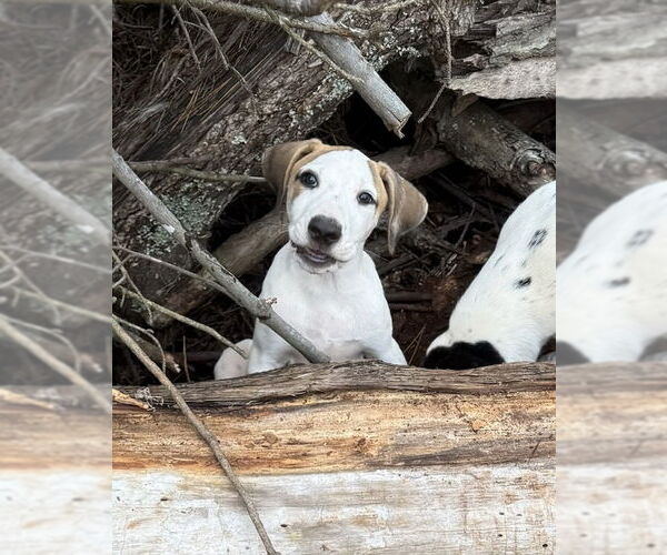 Medium Photo #1 Labrador Retriever-Unknown Mix Puppy For Sale in Rockaway, NJ, USA