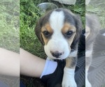 Puppy 1 Beagle-Miniature American Shepherd Mix