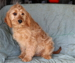 Small Photo #3 Cavalier King Charles Spaniel-Goldendoodle Mix Puppy For Sale in SHILOH, OH, USA