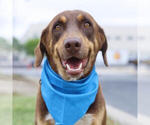 Labrador Retriever-Unknown Mix Dogs for adoption in San Antonio, TX, USA
