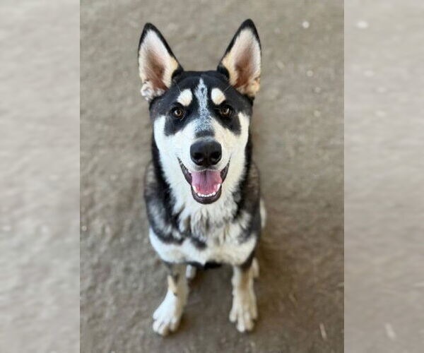Medium Photo #1 German Shepherd Dog-Unknown Mix Puppy For Sale in Riverside, CA, USA
