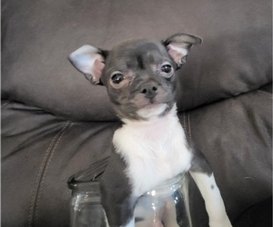 Chihuahua Puppy for sale in BLUE RIVER, WI, USA