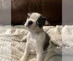 Small Photo #5 Boston Terrier Puppy For Sale in NEWBURY, MA, USA