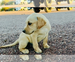 Small #3 Golden Labrador